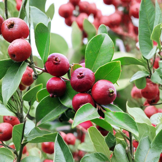 Red Strawberry Guava – Psidium cattleyanum Live Evergreen Fruit Plant | 1 Foot Tall | Includes 6 Inch Pot  Sweet Aromatic Fruit | Compact & Hardy | Great for Containers