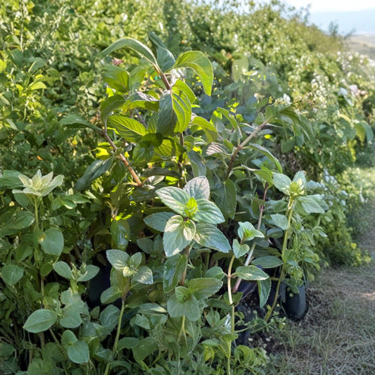 Mentha ‘Chocolate’ – Chocolate Mint Live Herb Plant | 1 Foot Tall | Includes 1 Gallon Pot  Rich Minty Aroma | Fast Growing Herb | Great for Tea & Desserts