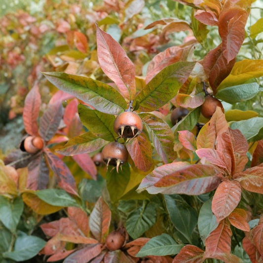 Showy Medlar – Mespilus germanica 60 Seeds | Edible Heirloom Fruit Tree  Rare Hardy Fruit Tree | Ornamental Blooms | Wildlife Friendly