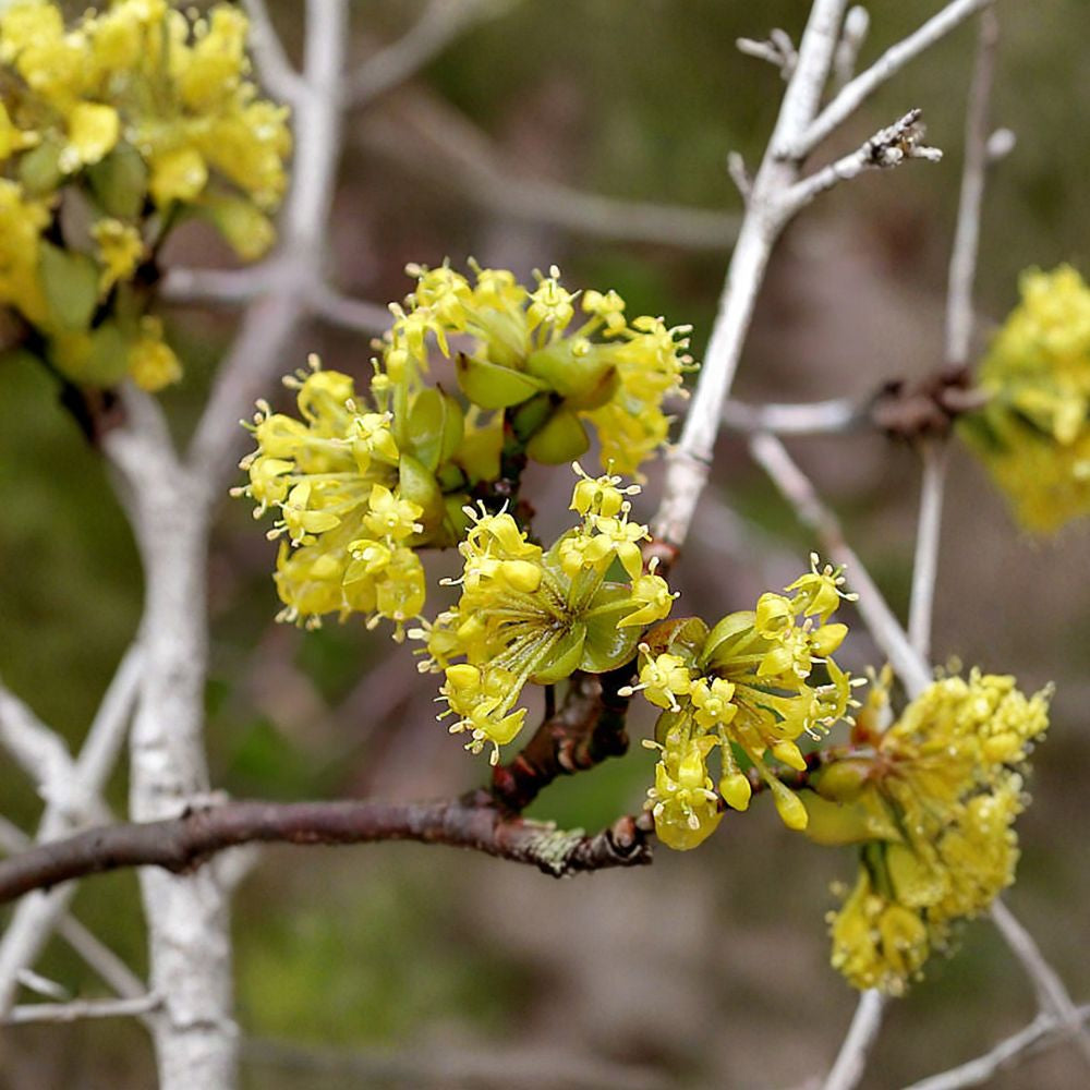Cornelian Cherry Dogwood – Cornus mas 480 Seeds | Cold Hardy Flowering Tree  Edible Fruit Tree | Early Spring Blooms | Hedge or Bonsai Friendly