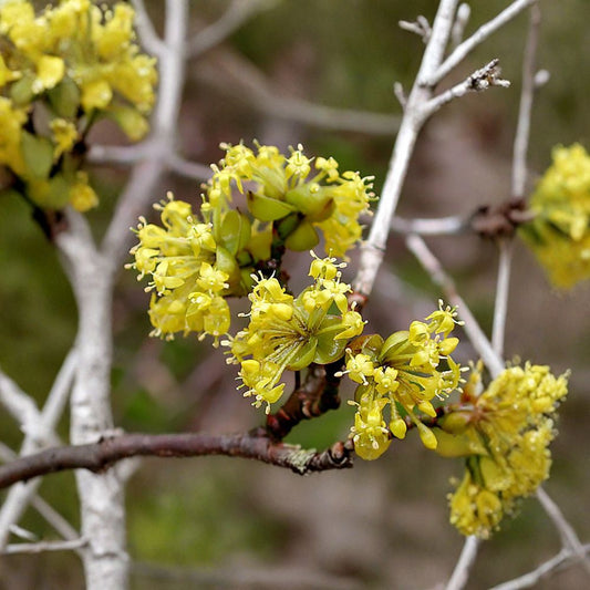 Cornelian Cherry Dogwood – Cornus mas 480 Seeds | Cold Hardy Flowering Tree  Edible Fruit Tree | Early Spring Blooms | Hedge or Bonsai Friendly