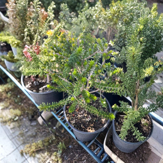 Melaleuca diosmifolia – Green Honey Myrtle Live Evergreen Shrub | 1 Foot Tall | Includes 1 Gallon Pot  Unique Green Bottlebrush Blooms | Fast Growing | Drought Tolerant