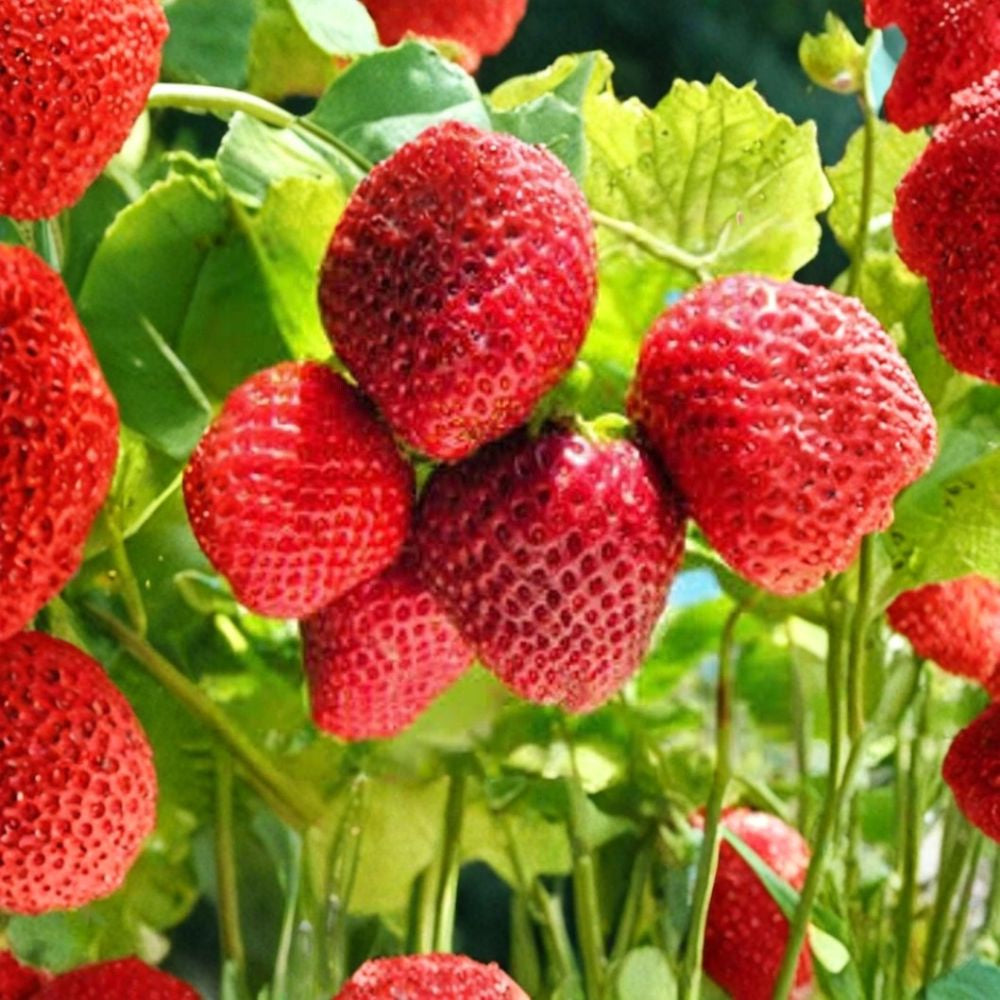Strawberry Seeds – Fragaria spp. 50 Organic Seeds | Perennial Berry | Ravenwood Farm Grown  Sweet Homegrown Fruit | Container Friendly | Easy to Grow