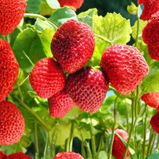 Strawberry Seeds – Fragaria spp. 50 Organic Seeds | Perennial Berry | Ravenwood Farm Grown  Sweet Homegrown Fruit | Container Friendly | Easy to Grow