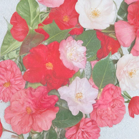 Assorted Camellia Japonica – Camellia japonica Live Evergreen Shrub | 1–2 Feet Tall | Includes 1 Gallon Pot  Large Fragrant Blooms | Assorted Colors & Forms | Landscape Favorite