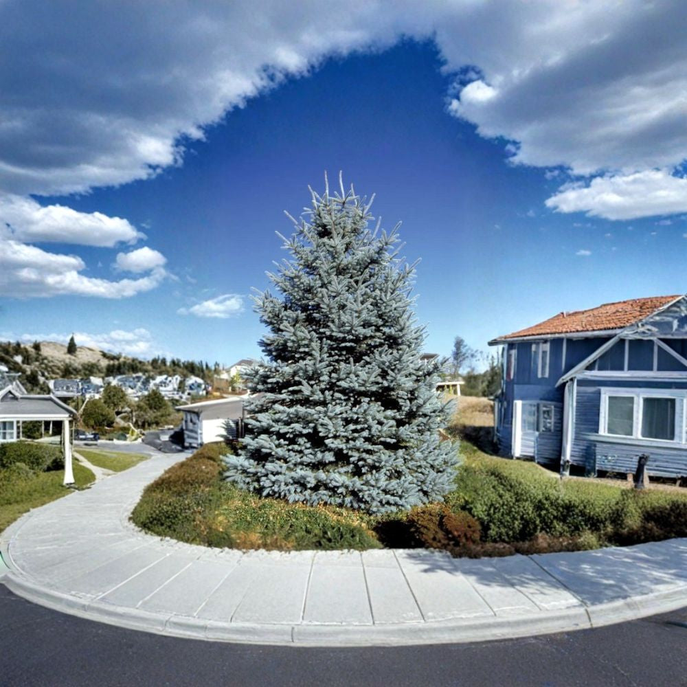 Colorado Blue Spruce – Picea pungens glauca 30 Seeds | Hardy Evergreen | Blue Needle Conifer  Christmas Tree | Windbreak | Bonsai | Specimen Tree
