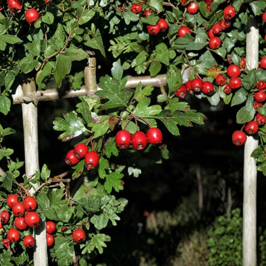 Single Seed English Hawthorn – Crataegus monogyna 120 Seeds | Hardy Flowering Hedge Tree  Showy Spring Blooms | Wildlife Friendly | Hedge, Street Tree & Bonsai Suitable