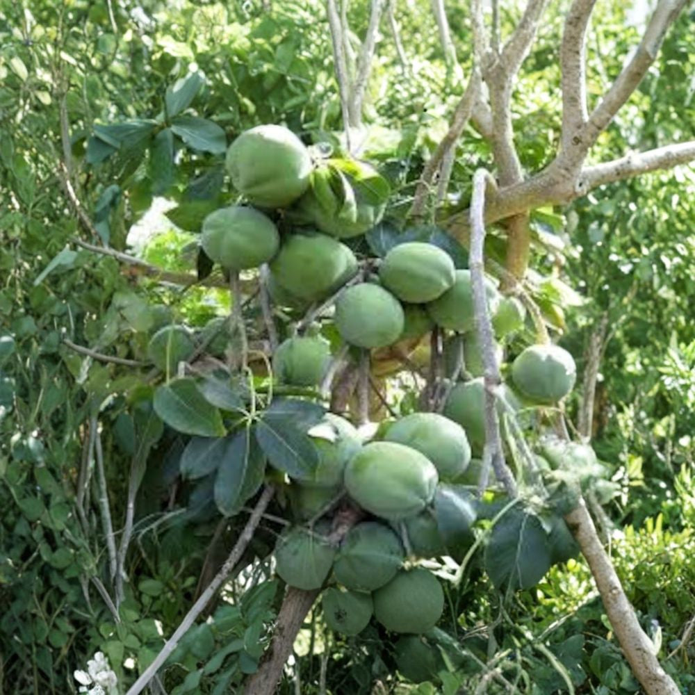 White Sapote – Creamy Tropical Fruit Tree Live Fruit Tree | 2 Feet Tall | Includes 3 Gallon Pot  Sweet Custard Flavor | Fast Fruiting | Backyard Orchard Favorite
