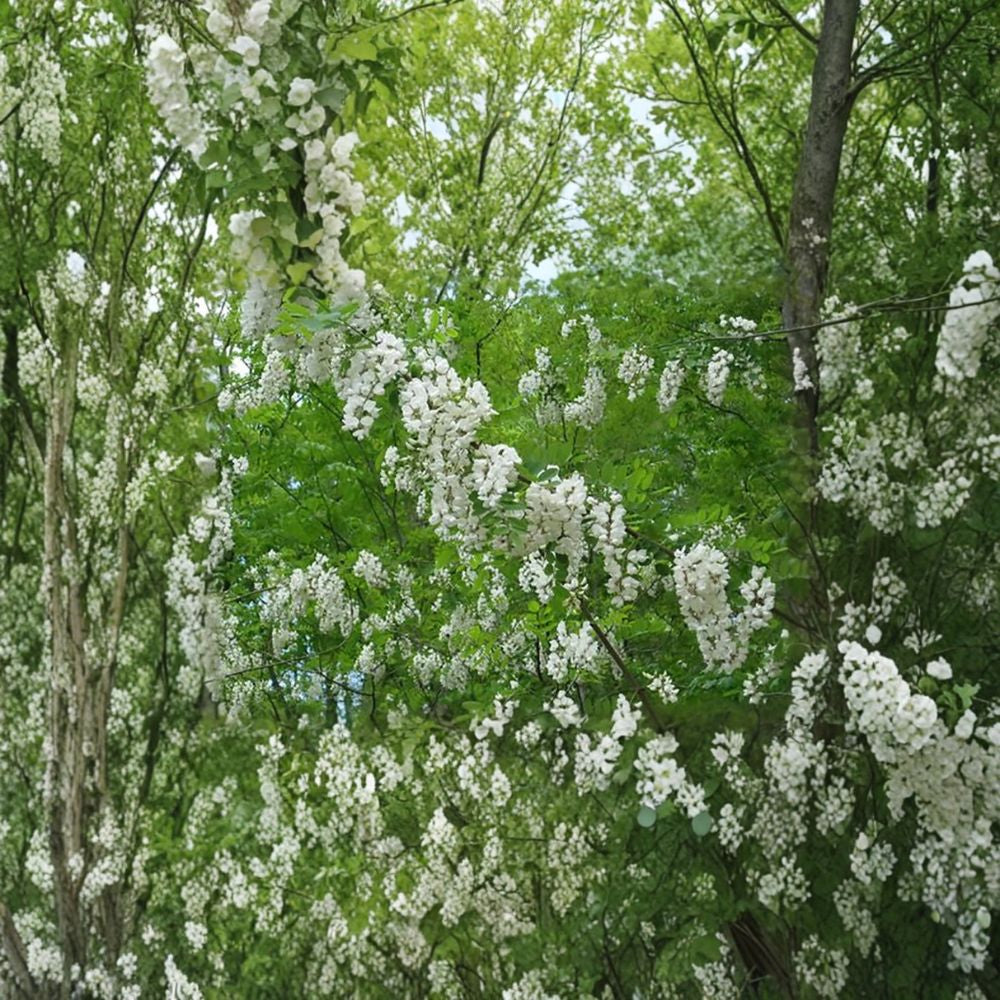 Black Locust – Robinia pseudoacacia 100 Seeds | Fast Growing Hardy Tree  Fragrant White Blooms | Nitrogen Fixing | Tough & Drought Tolerant