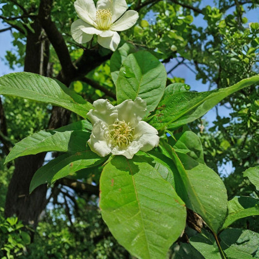 Showy Medlar – Mespilus germanica 240 Seeds | Edible Heirloom Fruit Tree  Bulk Orchard Pack | Hardy Fruit Tree | Permaculture Friendly