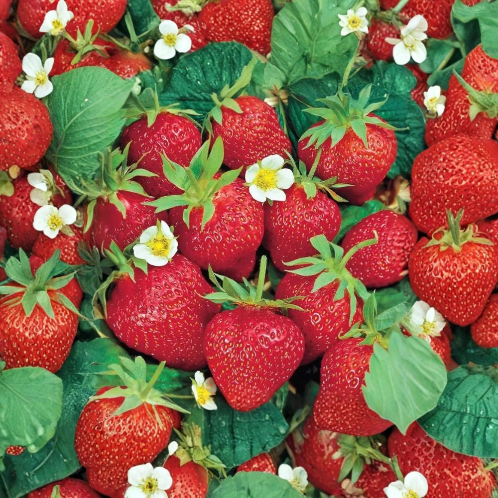 Chandler Strawberry – Fragaria × ananassa ‘Chandler’ 20 Bare Root Plants | June Bearing | Spring Harvest Variety  Large Sweet Berries | Classic Garden Favorite | High Yield