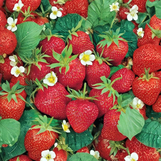 Chandler Strawberry – Fragaria × ananassa ‘Chandler’ 20 Bare Root Plants | June Bearing | Spring Harvest Variety  Large Sweet Berries | Classic Garden Favorite | High Yield