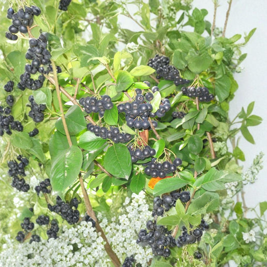 Black Chokeberry – Aronia melanocarpa 50 Seeds | Hardy Edible Shrub  Cold Hardy Native Shrub | Antioxidant-Rich Berries | Brilliant Fall Color