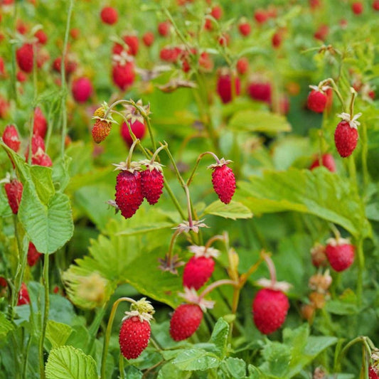 Alpine Strawberry – Fragaria vesca 100 Heirloom Seeds | Perennial | White Flowering Variety  Sweet Wild Berry | Container Friendly | Easy to Grow