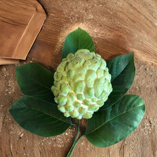 Priestly Atemoya – Annona atemoya Live Grafted Fruit Tree | 3–4 Feet Tall | Includes 3 Gallon Pot  Tropical Sugar Apple Hybrid | Sweet & Creamy Fruit | Backyard Orchard Ready