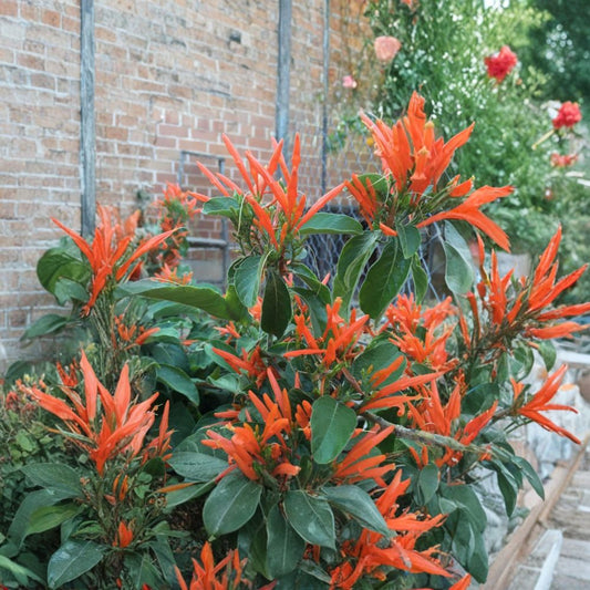Justicia spicigera – Mexican Honeysuckle Live Flowering Shrub | 1 Foot Tall | Includes 1 Gallon Pot  Bright Orange Blooms | Hummingbird Favorite | Heat Tolerant