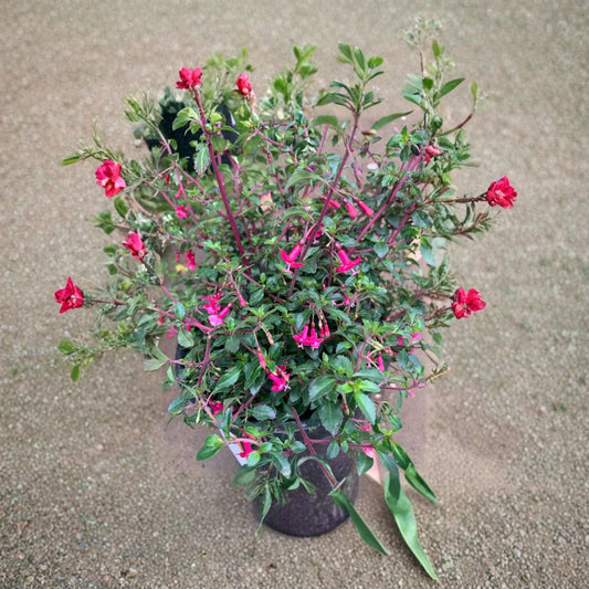 Fuchsia thymifolia – Miniature Fuchsia Shrub Live Plant | 3–5 Inches Tall | Includes 1 Gallon Pot  Deep Pink Blooms | Shade Loving | Evergreen Shrub