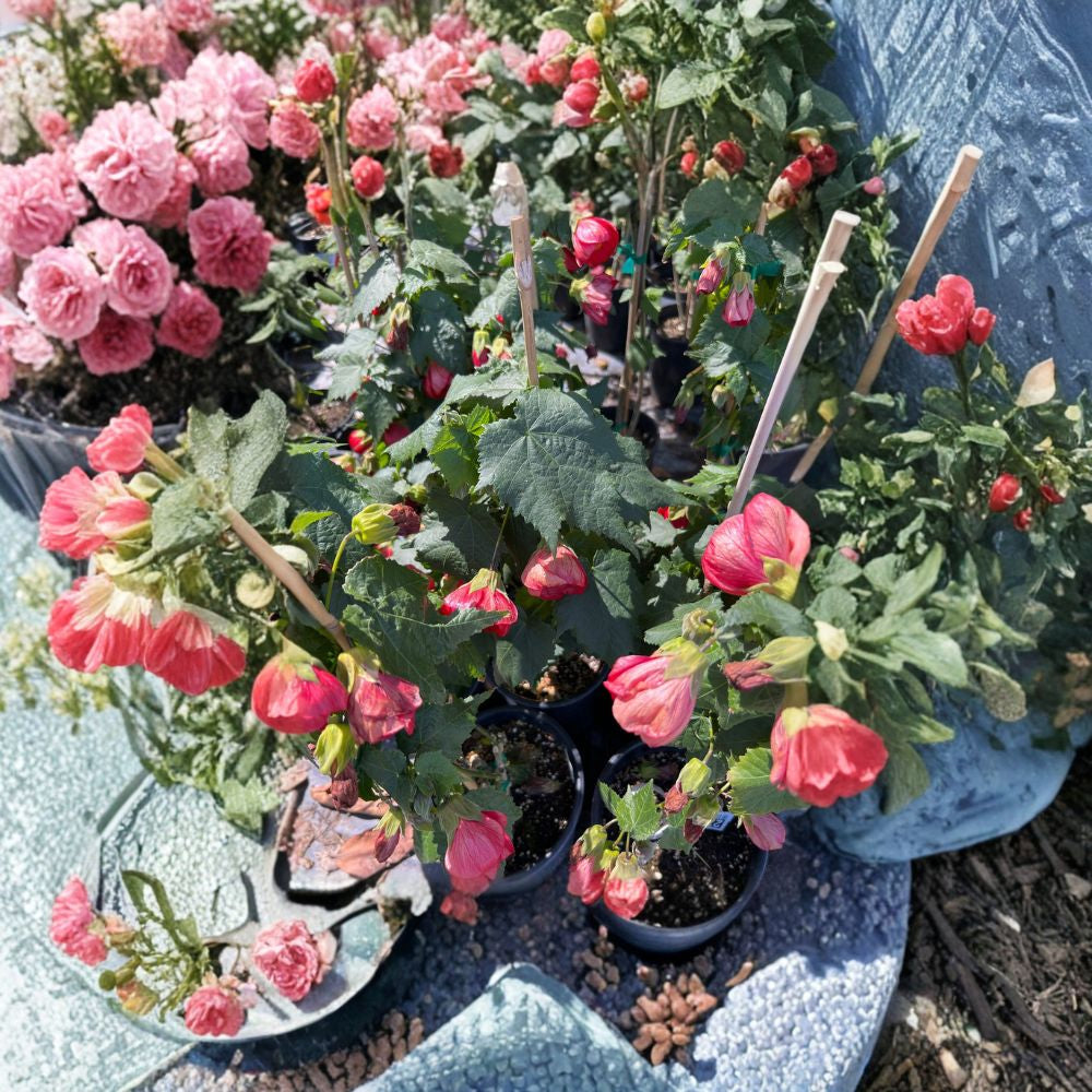 Abutilon ‘Jerry’s Red Wax’ – Flowering Maple Live Flowering Shrub | 1–2 Feet Tall | Includes 1 Gallon Pot  Deep Red Blooms | Hummingbird Favorite | Easy to Grow