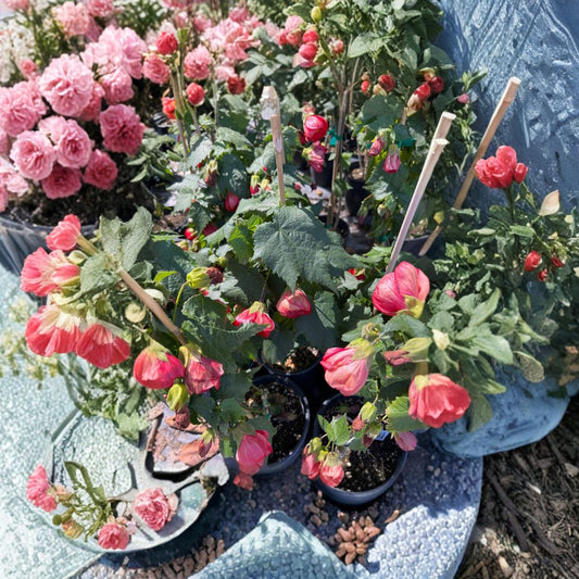 Abutilon ‘Jerry’s Red Wax’ – Flowering Maple Live Flowering Shrub | 1–2 Feet Tall | Includes 1 Gallon Pot  Deep Red Blooms | Hummingbird Favorite | Easy to Grow