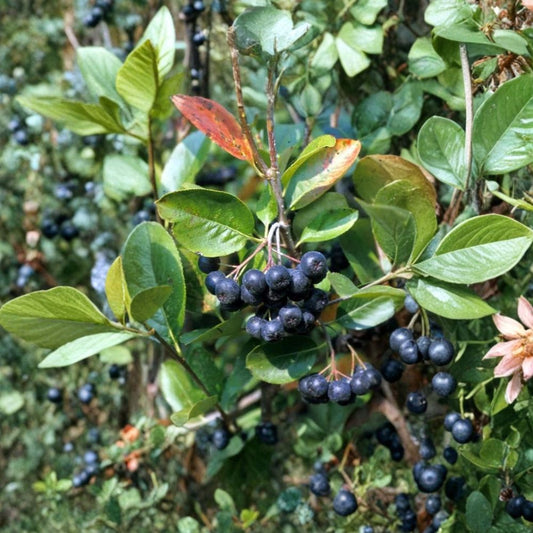 Black Chokeberry – Aronia melanocarpa 150 Seeds | Hardy Edible Shrub  Bulk Native Shrub Seeds | Antioxidant-Rich Berries | Brilliant Fall Color