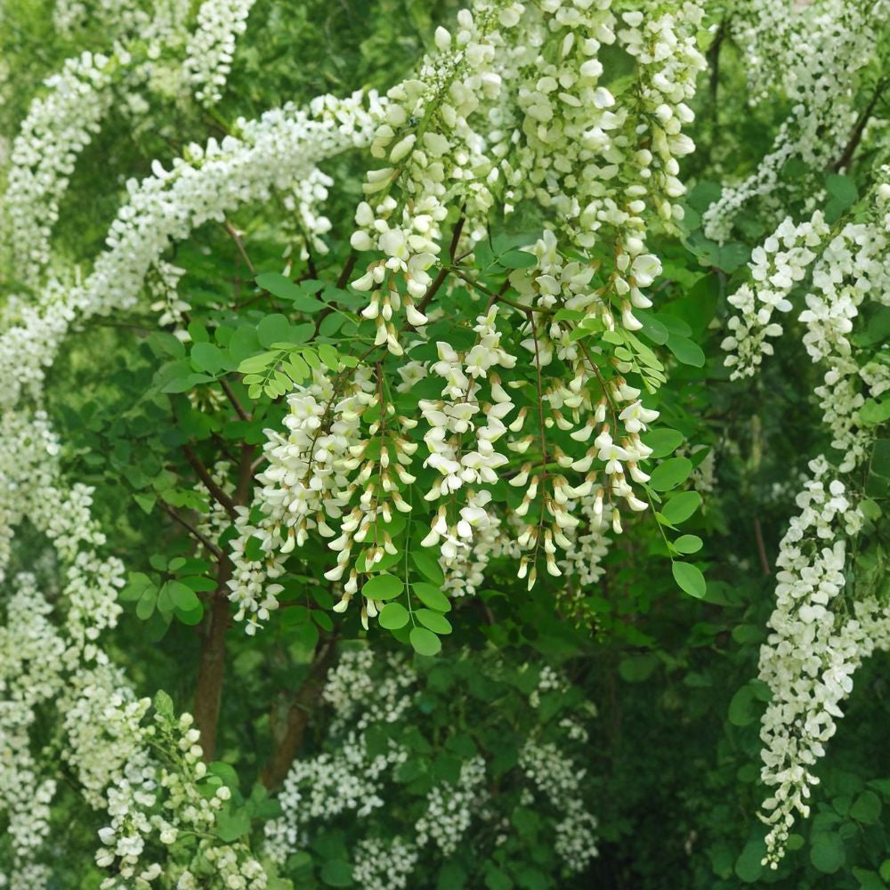 Black Locust – Robinia pseudoacacia 400 Seeds | Fast Growing Hardy Tree  Fragrant White Blooms | Nitrogen Fixing | Tough & Drought Tolerant