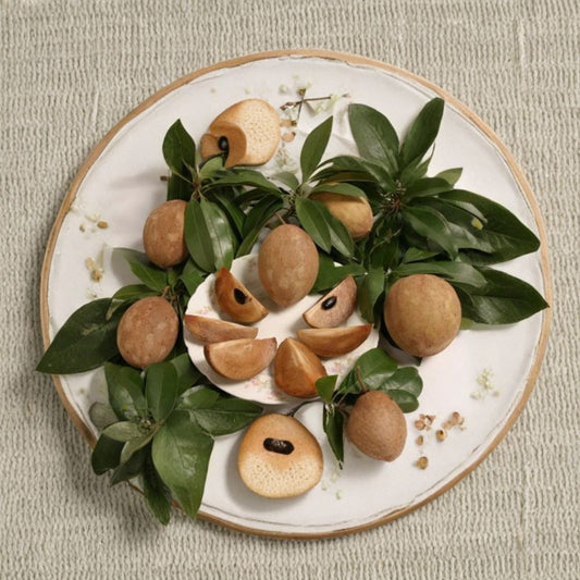 Sapodilla – Manilkara zapota Live Tropical Fruit Tree | 3 Feet Tall | Includes 3 Gallon Pot  Sweet Brown Sugar Flavor | Evergreen Tree | Exotic Backyard Favorite