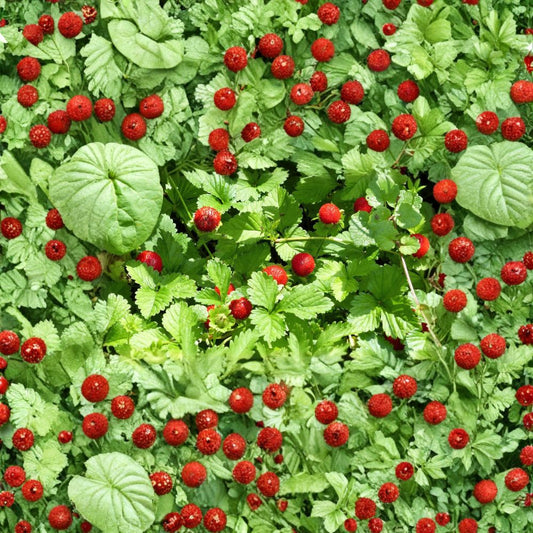 Alexandria Alpine Strawberry – Fragaria vesca ‘Alexandria’ 50 Heirloom Seeds | Everbearing | Runner-Free Variety  Sweet Red Berries | White Flowers | Compact Garden Plant