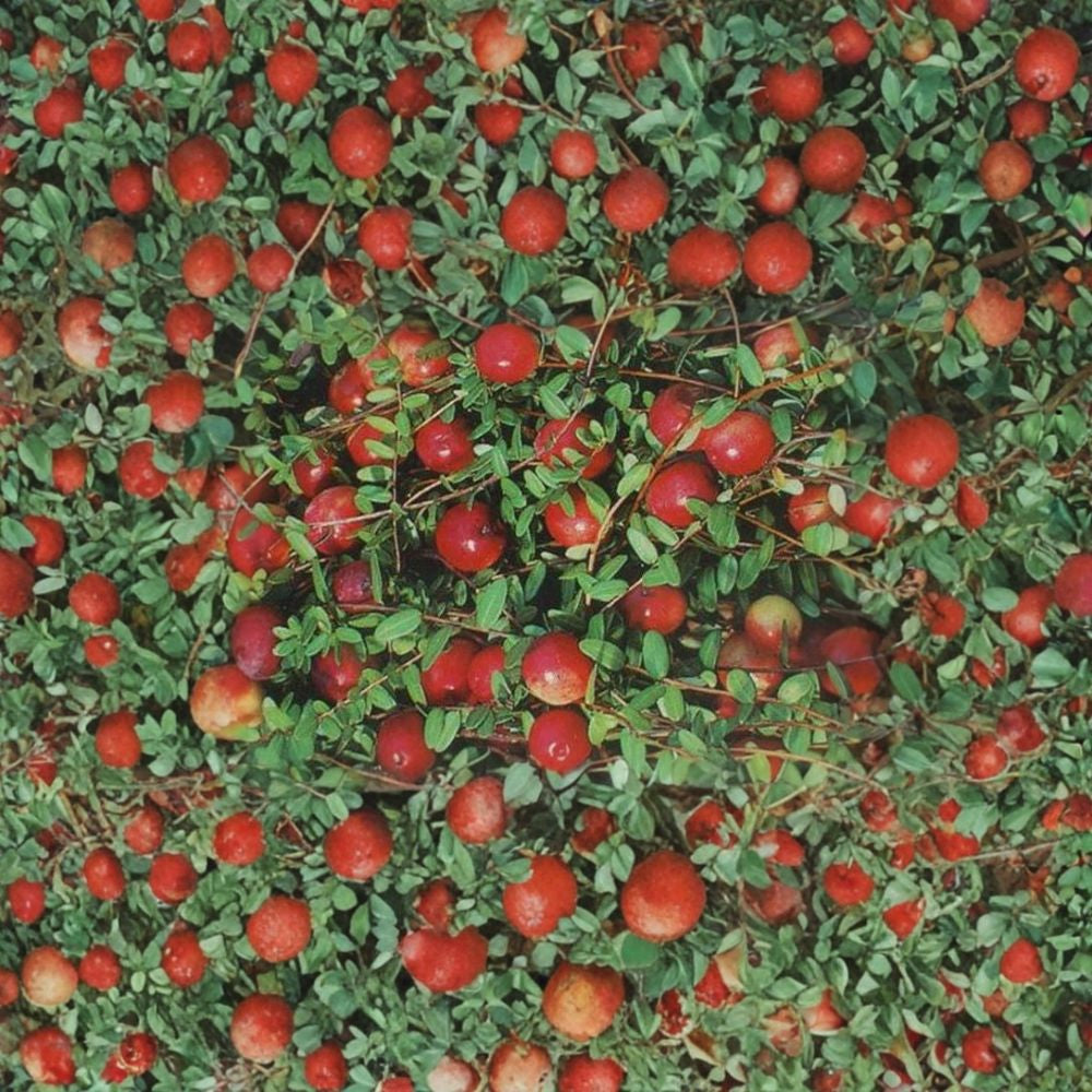 American Cranberry – Vaccinium macrocarpon 50 Seeds | Hardy Edible Ground Cover  Cold Tolerant | Bright Red Berries | Evergreen Fall Color