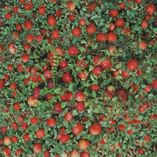 American Cranberry – Vaccinium macrocarpon 50 Seeds | Hardy Edible Ground Cover  Cold Tolerant | Bright Red Berries | Evergreen Fall Color