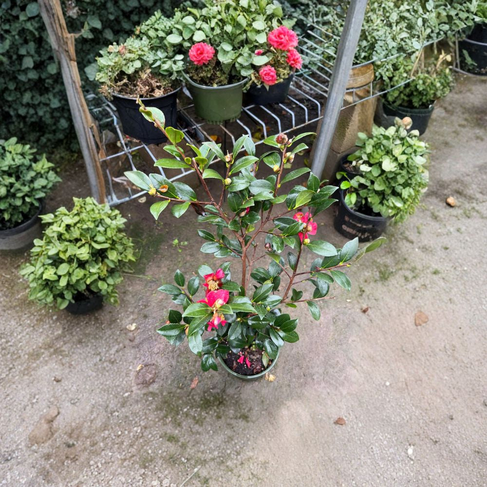 Camellia ‘Yuletide’ – Winter Blooming Camellia Live Plant | Includes 6” Nursery Pot  Brilliant Red Winter Blooms | Evergreen Shrub | Mid-Season Flowering
