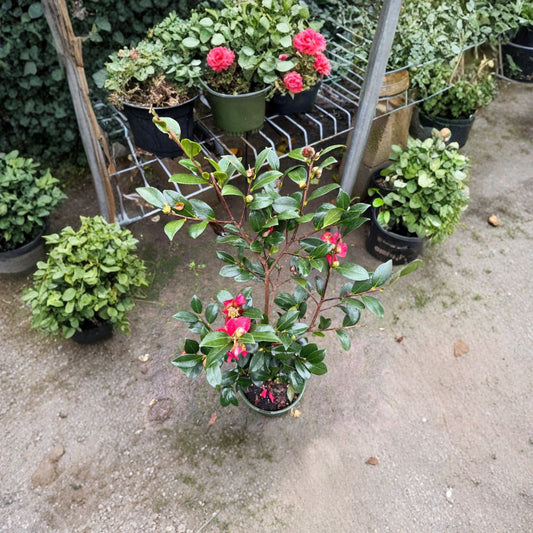 Camellia ‘Yuletide’ – Winter Blooming Camellia Live Plant | Includes 6” Nursery Pot  Brilliant Red Winter Blooms | Evergreen Shrub | Mid-Season Flowering