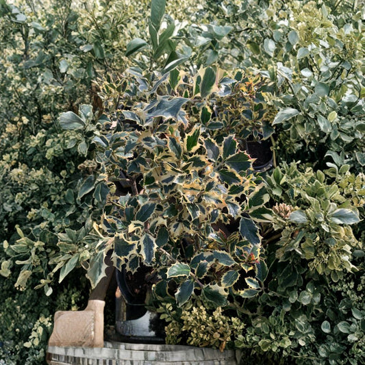 English Holly – Ilex aquifolium Live Evergreen Shrub | 2–3 Feet Tall | Includes 3 Gallon Pot  Classic Landscape Shrub | Year-Round Foliage | Holiday Favorite