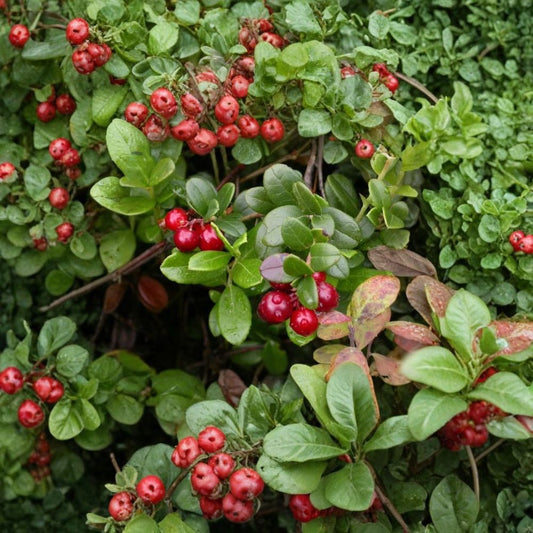 American Cranberry – Vaccinium macrocarpon 150 Seeds | Hardy Edible Ground Cover  Cold Tolerant | Bright Red Berries | Evergreen Fall Color