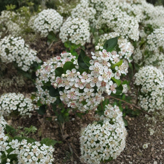 Black Chokeberry – Aronia melanocarpa 600 Seeds | Hardy Edible Shrub  Large Bulk Native Seeds | Antioxidant-Rich Berries | Cold Hardy Zone 3-9