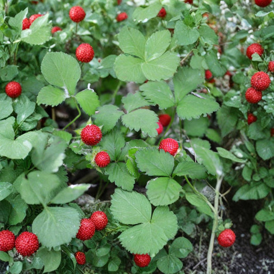 California Woodland Strawberry – Fragaria vesca var. bracteata 80 Heirloom Seeds | Native Variety | White Flowers  Sweet Red Wild Berries | Woodland Garden Favorite | Perennial