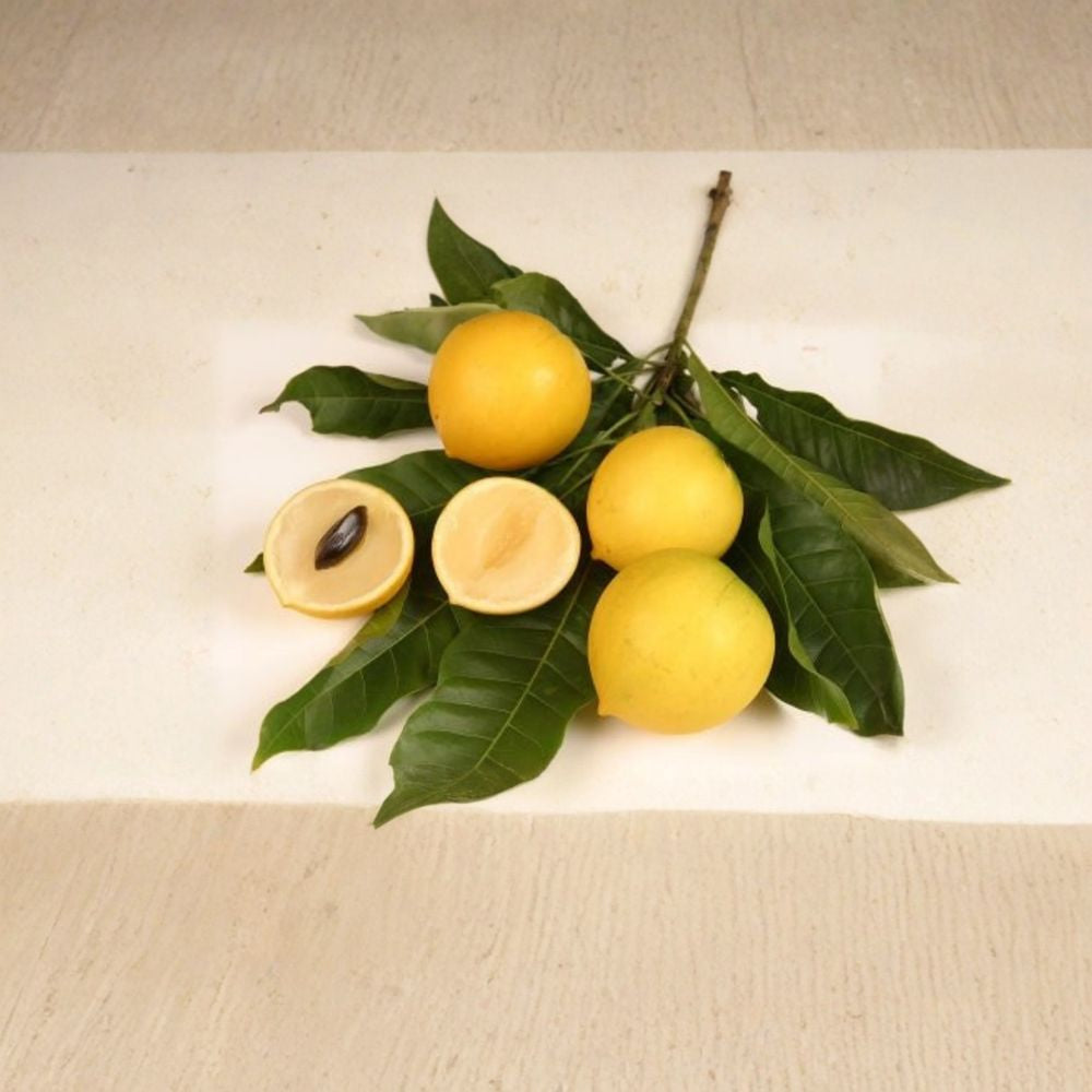 Abiu – Pouteria caimito (Vú Sữa Hoàng Kim) Live Fruit Tree | 4 Feet Tall | Includes 7 Gallon Pot  Creamy Caramel Flavor | Rare Tropical Fruit | Backyard Orchard Ready
