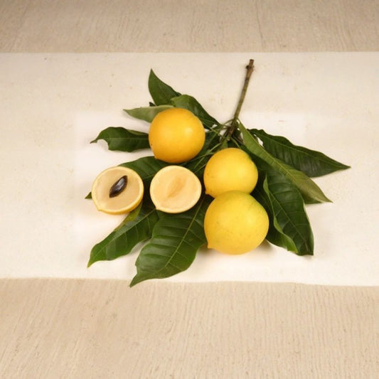 Abiu – Pouteria caimito (Vú Sữa Hoàng Kim) Live Fruit Tree | 4 Feet Tall | Includes 7 Gallon Pot  Creamy Caramel Flavor | Rare Tropical Fruit | Backyard Orchard Ready