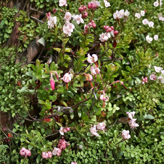 American Cranberry – Vaccinium macrocarpon 300 Seeds | Hardy Edible Ground Cover  Cold Tolerant | Bright Red Berries | Evergreen Fall Color