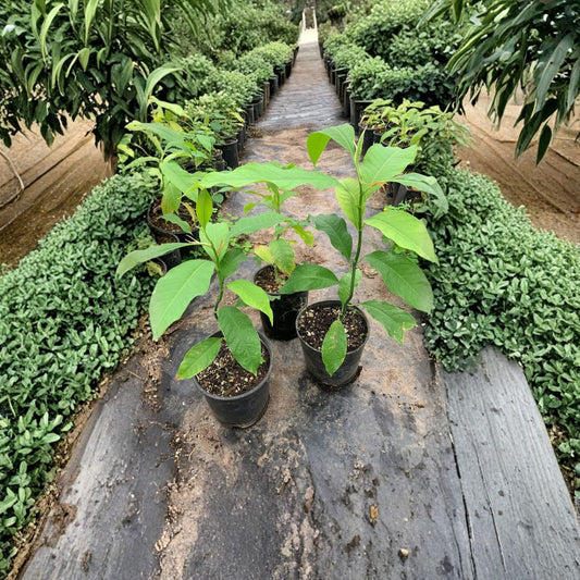 Gold Champaca – Magnolia champaca Live Fragrant Tree | 1 Foot Tall | Includes 1 Gallon Pot  Highly Fragrant Blooms | Tropical Garden Favorite | Rare Seed Grown