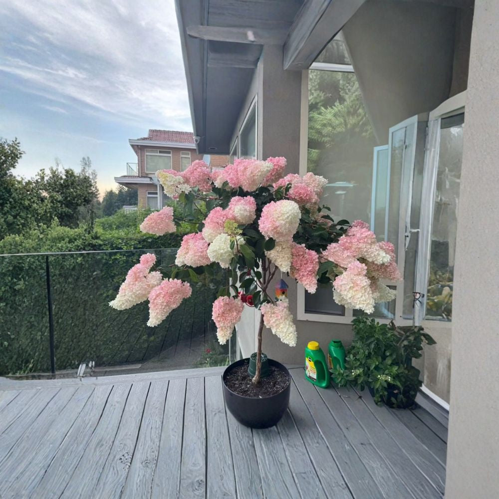 Strawberry Hydrangea – Hydrangea paniculata 50 Heirloom Seeds | Pink & White Cone Blooms | Non-GMO  Panicle Hydrangea | Long Summer Color | Garden & Patio Friendly