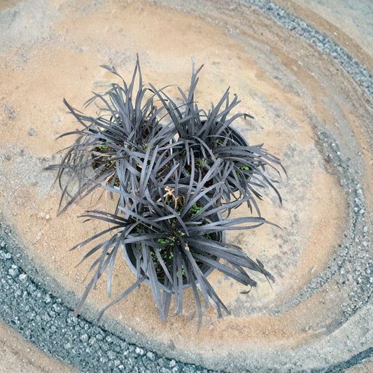 Black Mondo Grass – Ophiopogon japonicus Live Plant | Includes 1 Gallon Pot  Dark Foliage Accent | Evergreen Groundcover | Shade Tolerant
