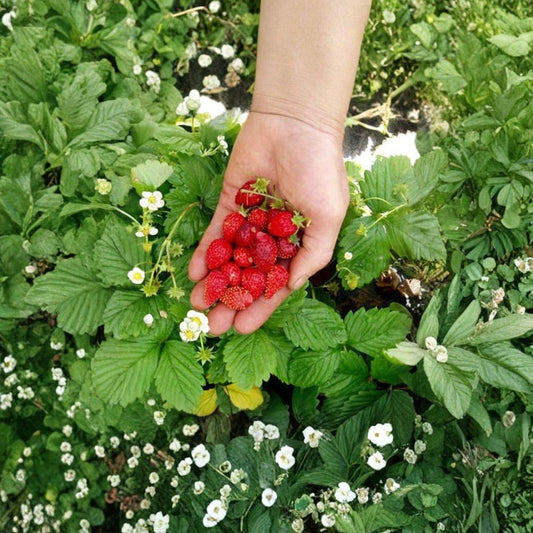 Alpine Strawberry ‘Mignonette’ – Fragaria vesca 40 Heirloom Seeds | French Runnerless Variety | Non-GMO  Fragrant White Flowers | Sweet 1" Berries | Patio & Container Friendly