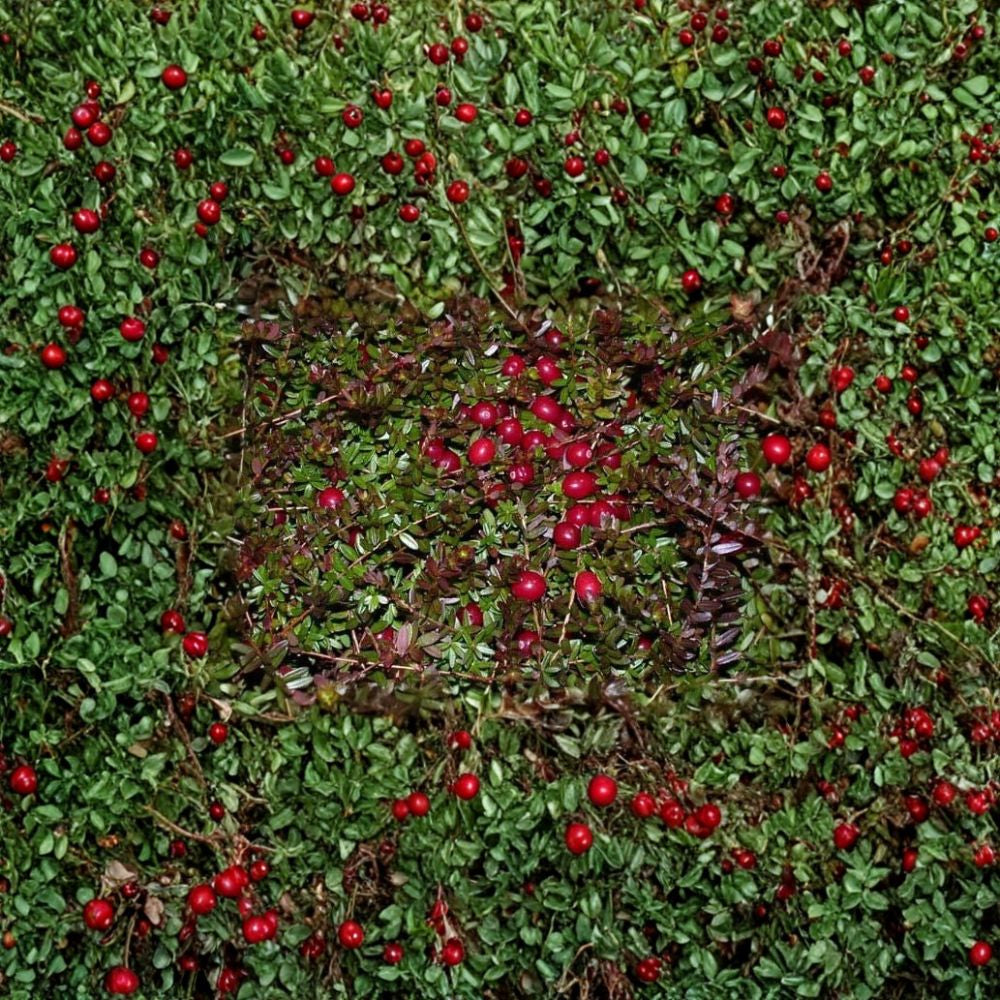 American Cranberry – Vaccinium macrocarpon 600 Seeds | Hardy Edible Ground Cover  Cold Tolerant | Bright Red Berries | Evergreen Fall Color