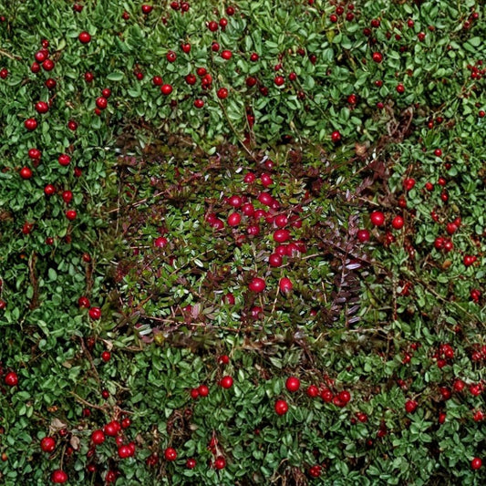 American Cranberry – Vaccinium macrocarpon 600 Seeds | Hardy Edible Ground Cover  Cold Tolerant | Bright Red Berries | Evergreen Fall Color