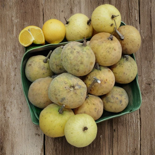 Santol Tree – Sandoricum koetjape Live Fruit Tree | 2 Feet Tall | Includes 3 Gallon Pot  Tropical Fruit Tree | Sweet Sub-Acid Flavor | Backyard Orchard Starter