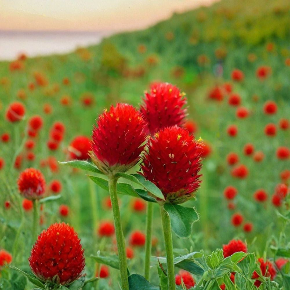 Strawberry Fields Globe Amaranth – Gomphrena haageana 200 Organic Seeds | USA Grown | Free Shipping  Bright Red Strawberry-Like Blooms | Heat Tolerant | Easy to Grow