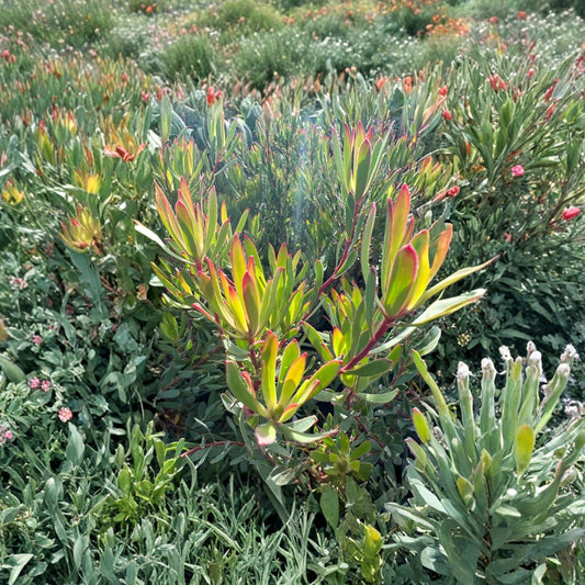 Leucadendron ‘Afterburner’ – Leucadendron hybrid Live Evergreen Plant | Compact Growth | Includes 6" Nursery Pot  Bold Color Display | Drought Tolerant | Striking Landscape Accent