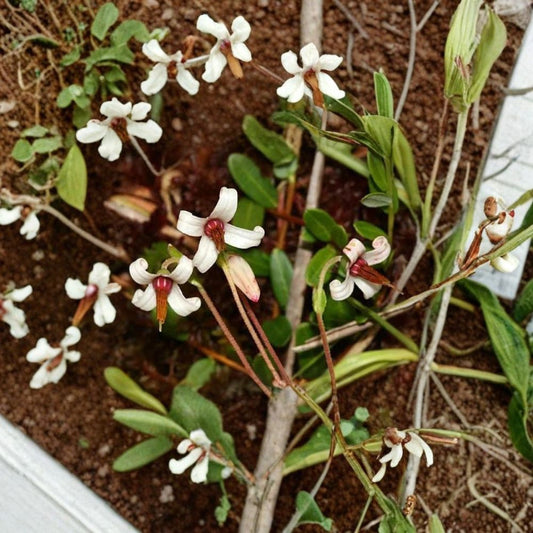 American Cranberry – Vaccinium macrocarpon 1800 Seeds | Hardy Edible Ground Cover  Cold Tolerant | Bright Red Berries | Evergreen Fall Color