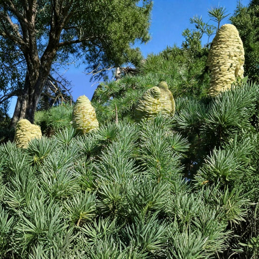 Deodar Cedar – Cedrus deodara 10 Seeds | Evergreen Himalayan Cedar  Graceful Pendulous Conifer | Specimen Tree | Bonsai Friendly