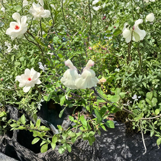 Salvia microphylla x greggii ‘Glimmer’ – Autumn Sage Live Plant | 1 Foot Tall | Includes 6” Nursery Pot  Cream Colored Blooms | Long Blooming | Pollinator Friendly